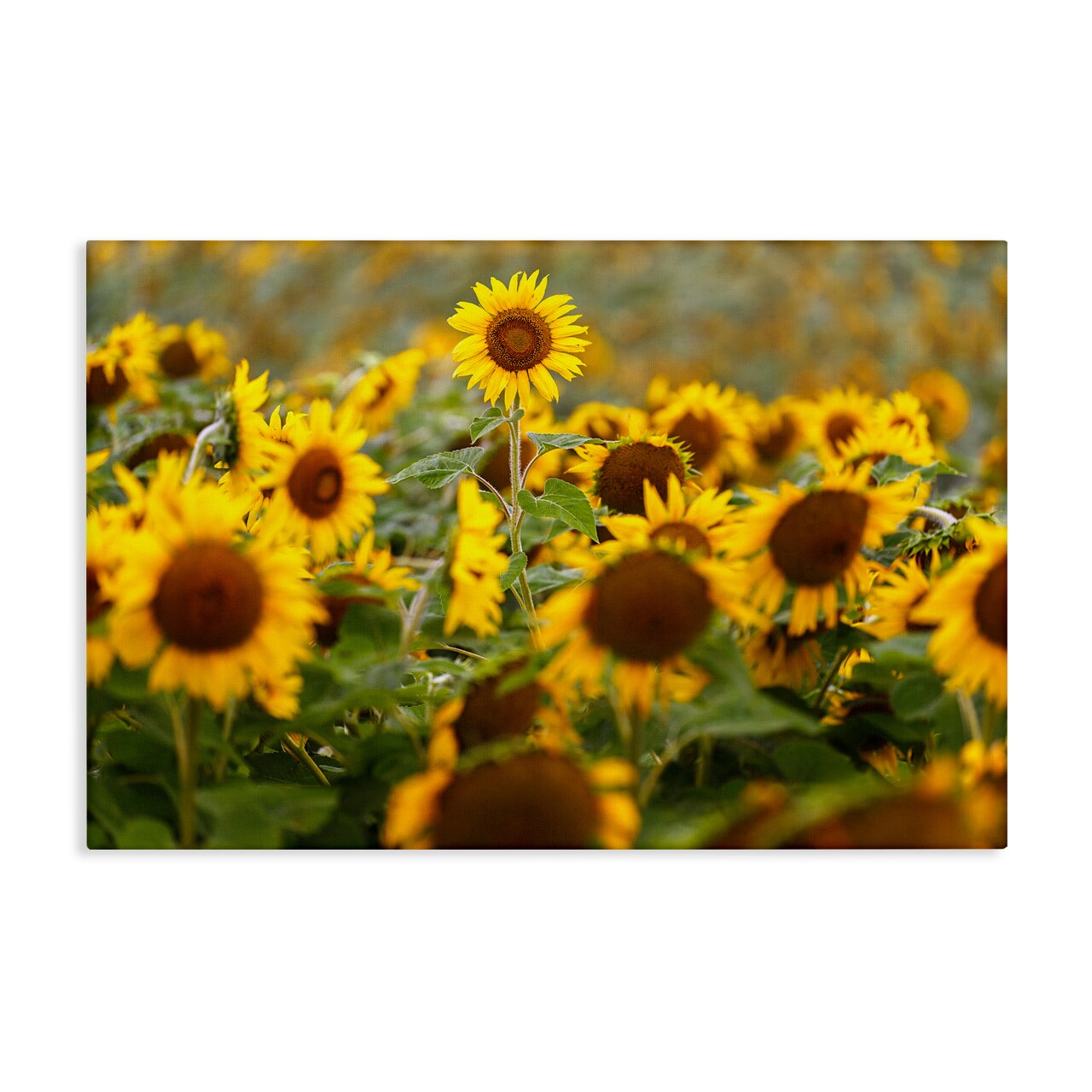 Stupell Industries Central Sunflower in Meadow Canvas, design by Andy Crawford